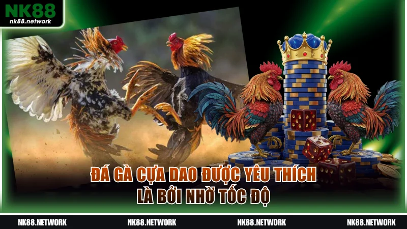 Đá gà cựa dao được yêu thích là bởi nhờ tốc độ