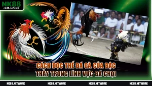 Cách đọc thế đá gà