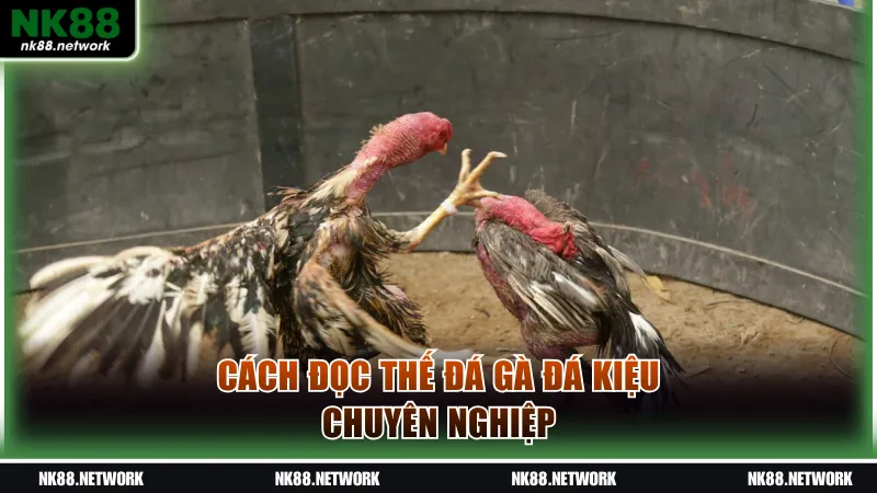 Cách đọc thế đá gà đá kiệu chuyên nghiệp