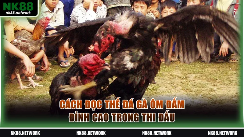 Cách đọc thế đá gà ôm đấm đỉnh cao trong thi đấu