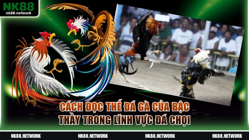 Cách đọc thế đá gà