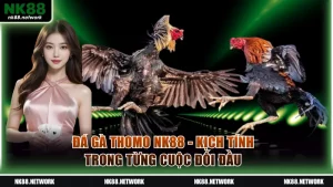 Đá gà Thomo