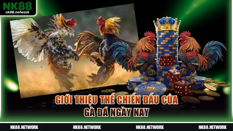 Giới thiệu thế chiến đấu của gà đá ngày nay